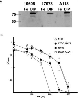 Identification of Potential Virulence Factors in the Model Strain Acinetobacter baumannii A118